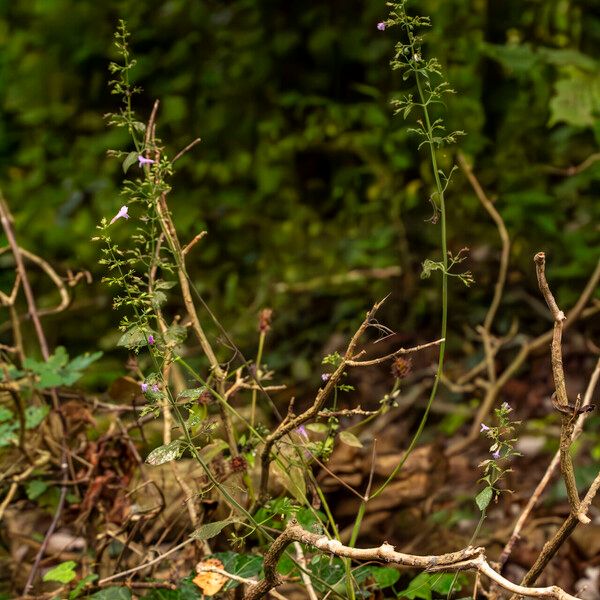 Clinopodium menthifolium Blomma