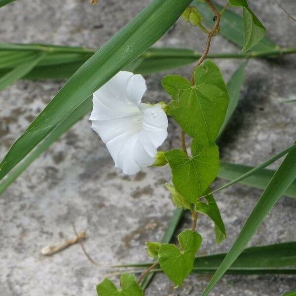 Convolvulus sepium Blomst