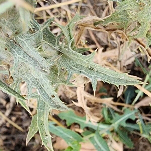 Carthamus dentatus Leaf