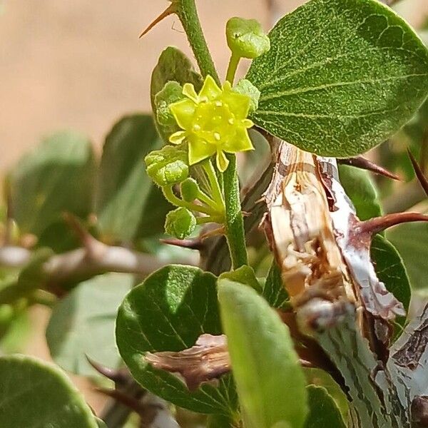 Ziziphus lotus ফুল