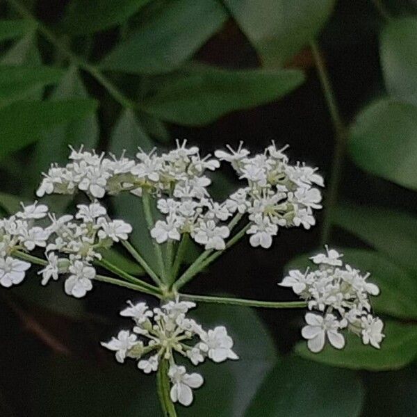 Torilis arvensis Flor