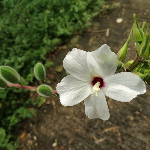 Hibiscus moscheutos Flower