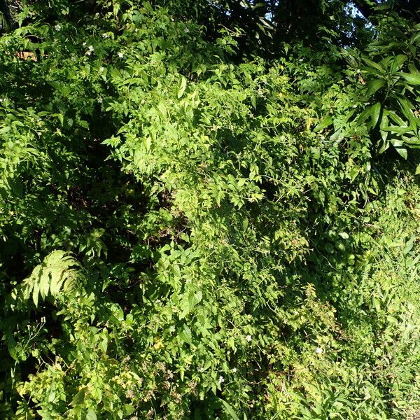 Rubus rosifolius Habitat