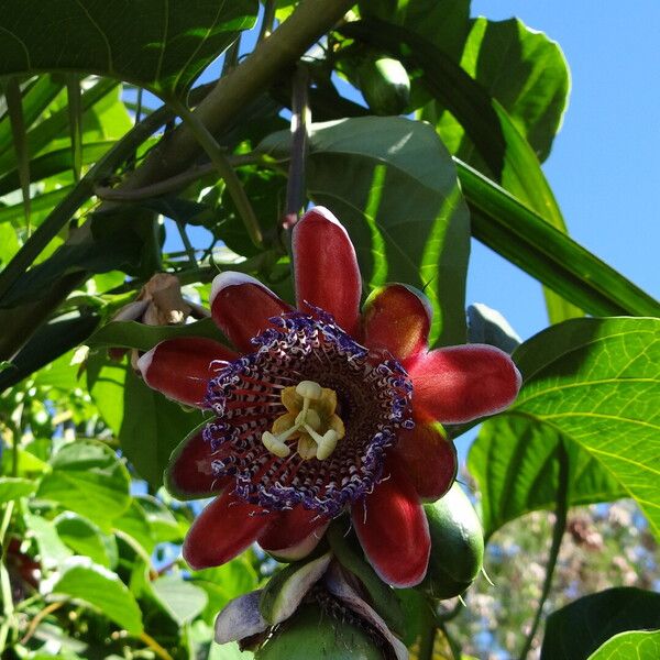 Passiflora alata ഇല