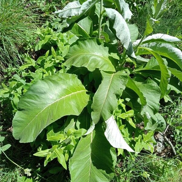 Inula helenium 叶