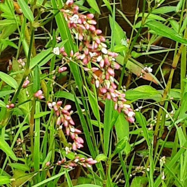 Persicaria hydropiper Květ