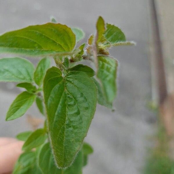 Origanum majorana Blad