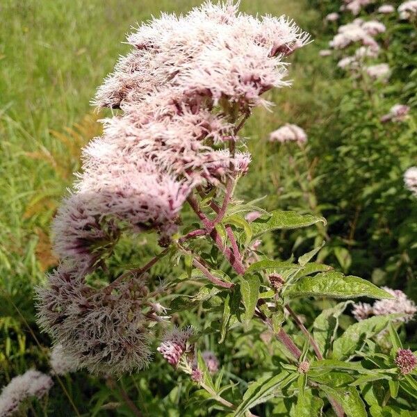 Eupatorium cannabinum Lapas