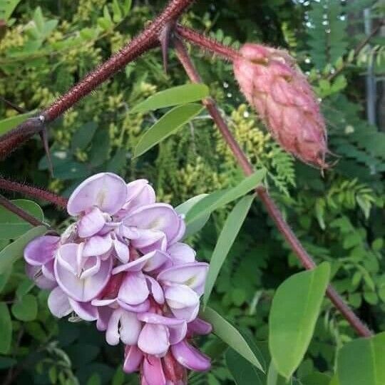 Robinia viscosa Blüte