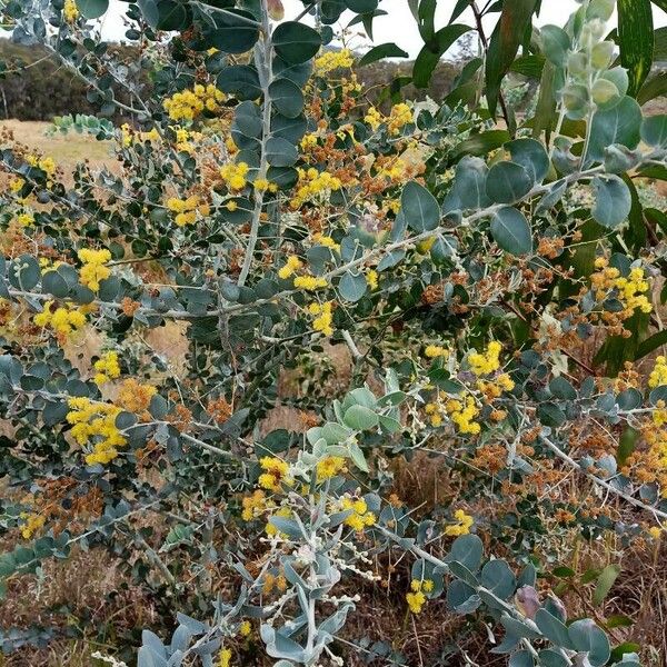 Acacia podalyriifolia Blomst