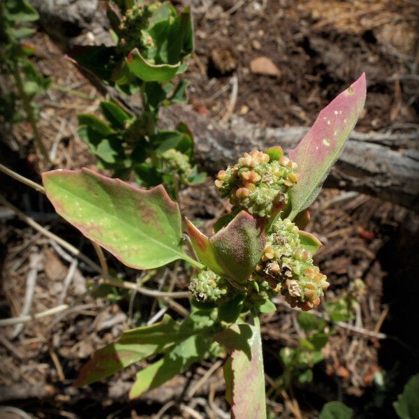 Chenopodium berlandieri অভ্যাস