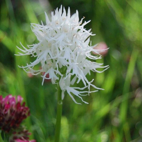 Orchis italica Lorea