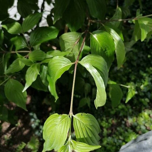 Cornus mas 叶