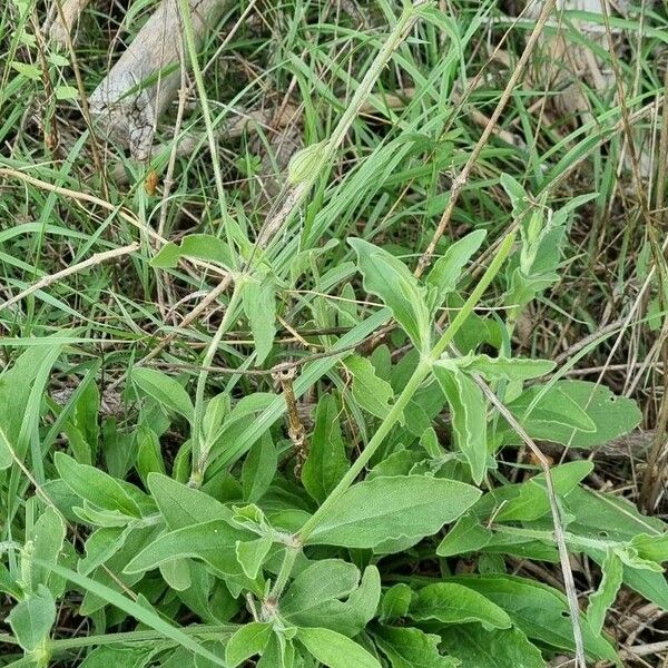 Silene dichotoma Habitus