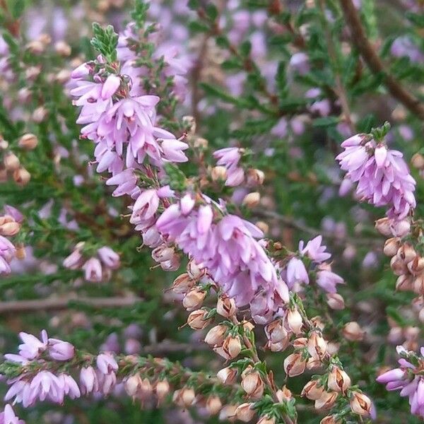 Calluna vulgaris Цвят