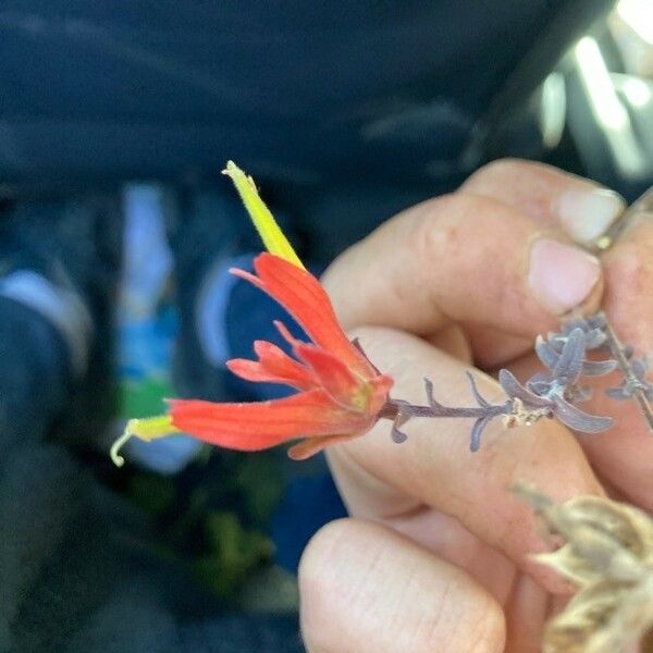 Castilleja tenuiflora Blüte