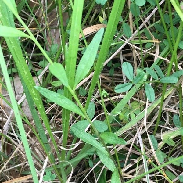 Polygala vulgaris Deilen