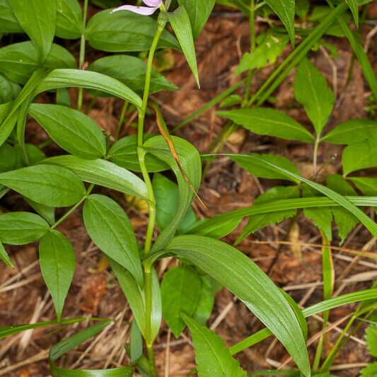 Cephalanthera rubra Ліст