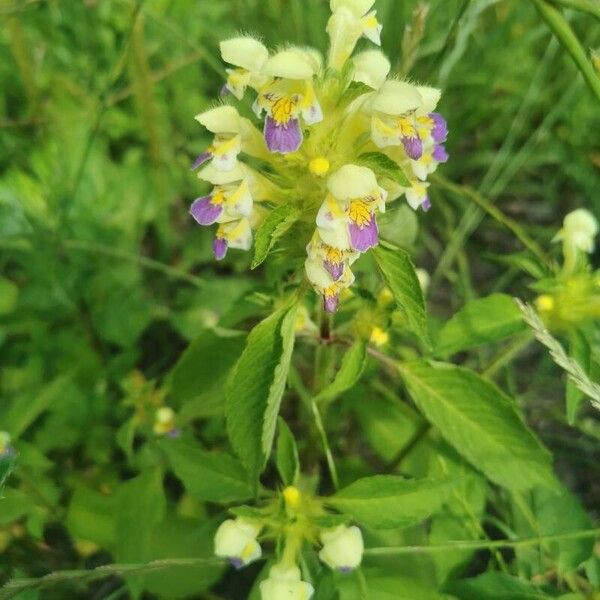 Galeopsis speciosa ᱵᱟᱦᱟ