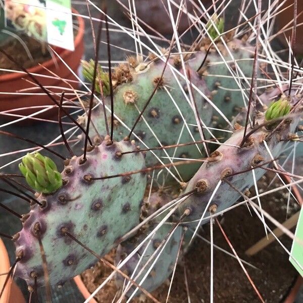 Opuntia macrocentra Leaf