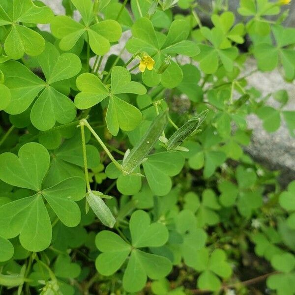 Oxalis dillenii Vili