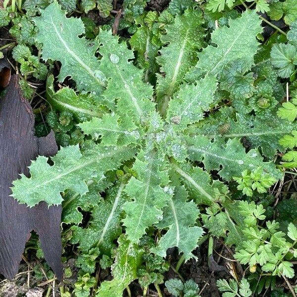 Sonchus asper Hábitos