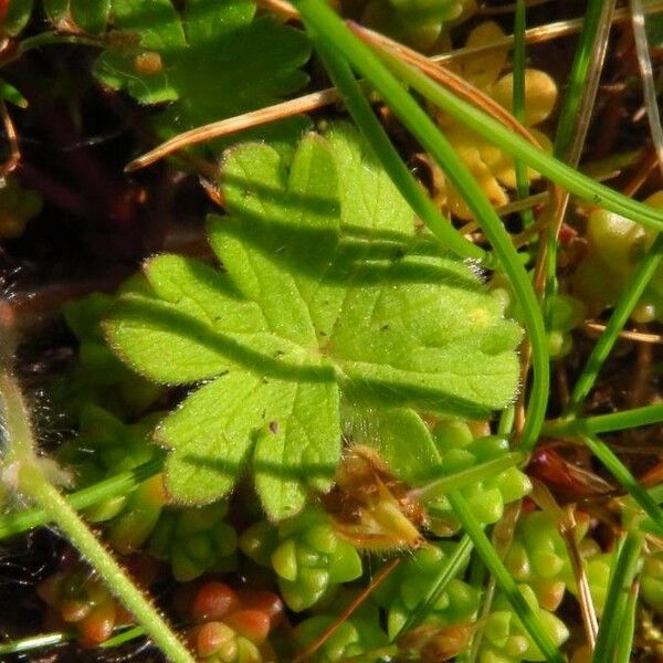 Geranium molle Leht