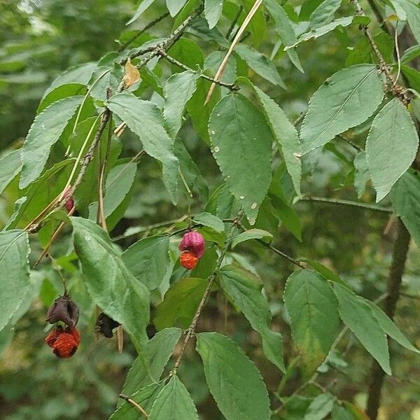 Euonymus verrucosus Ovoce