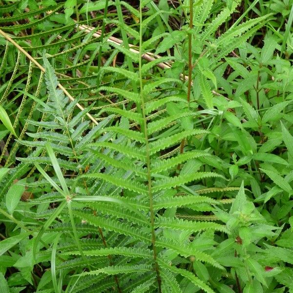 Thelypteris interrupta Fuelha