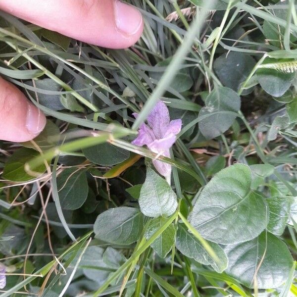 Ruellia patula Kvet