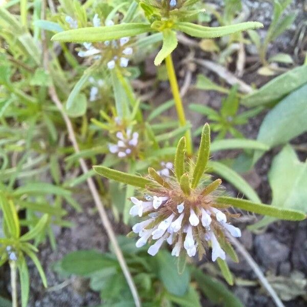 Asperula arvensis ফুল