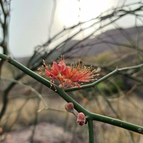 Capparis decidua Flower