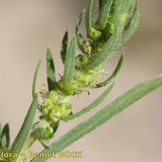 Bassia hyssopifolia Muu