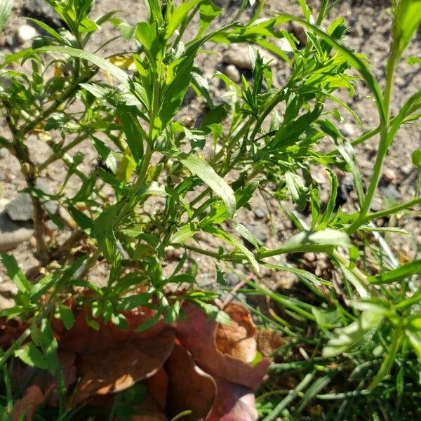 Lepidium virginicum 叶