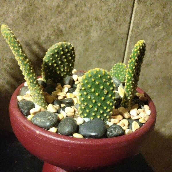 Opuntia microdasys برگ