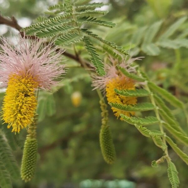 Dichrostachys cinerea Flors