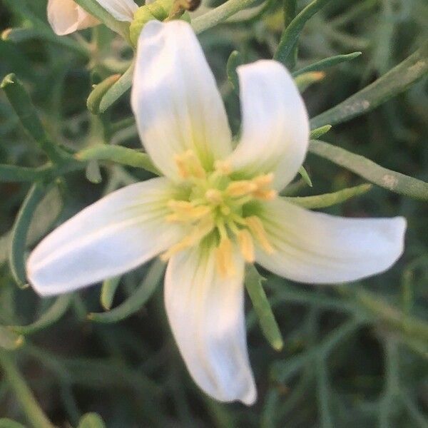 Peganum harmala Flower