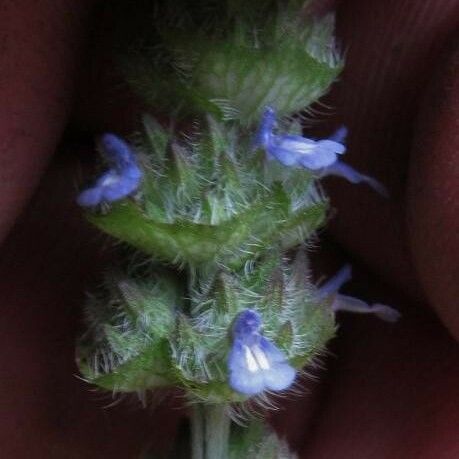 Salvia lasiocephala Іншае