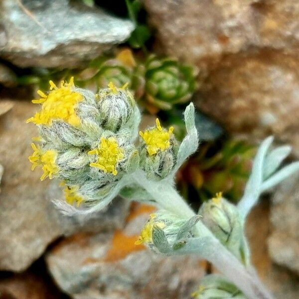 Artemisia umbelliformis Blüte