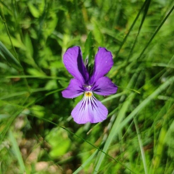 Viola lutea Žiedas