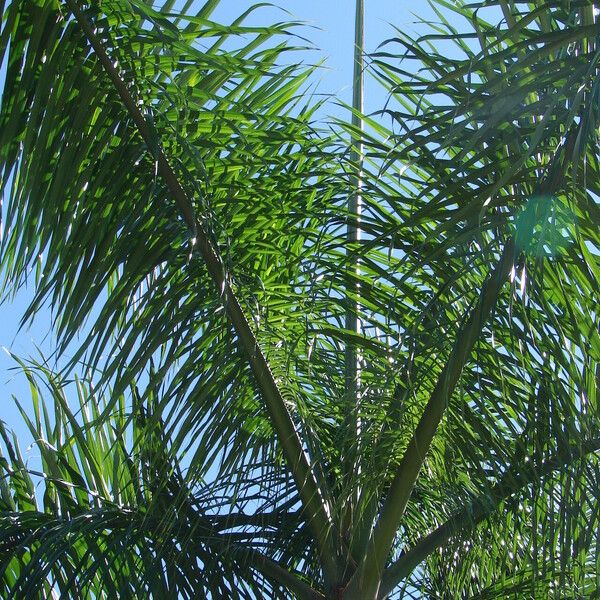 Roystonea borinquena Leaf