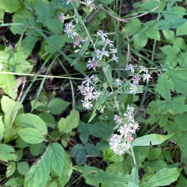 Symphyotrichum lateriflorum Květ