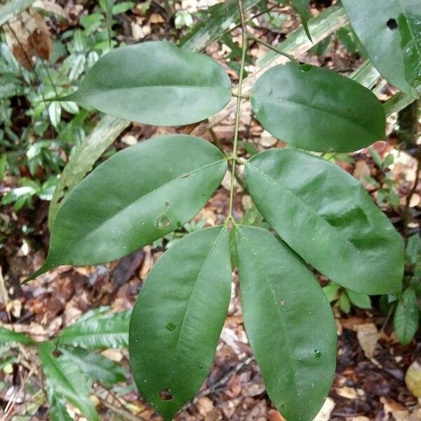 Eperua falcata Blad