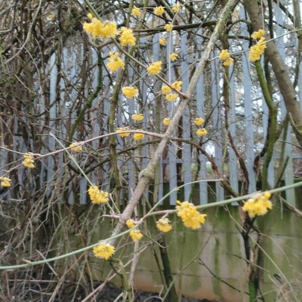 Lindera benzoin Flors