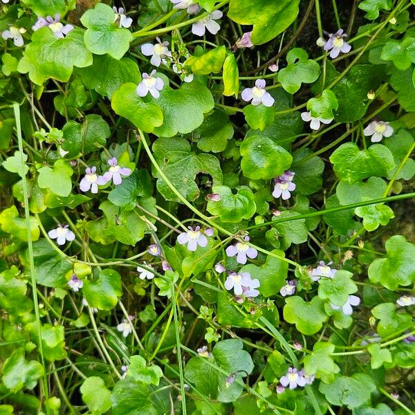 Cymbalaria aequitriloba Цветок