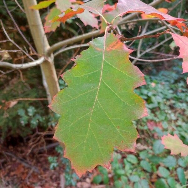 Quercus velutina Leaf