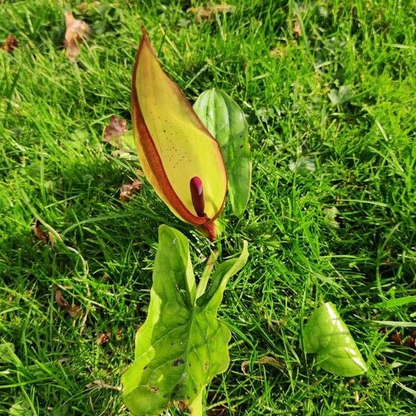 Arum maculatum 花