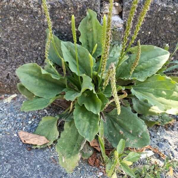 Plantago major 叶