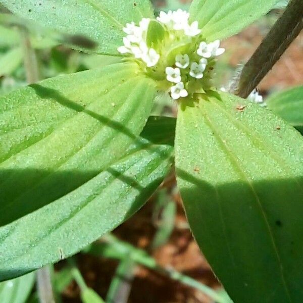 Mitracarpus hirtus Flower