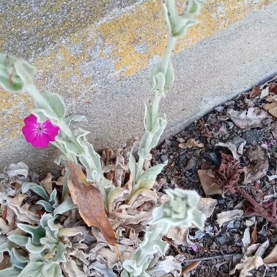 Silene coronaria 整株植物